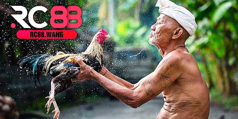 Chiến Thuật Giúp Tăng Cơ Hội Thắng Khi Đá Gà Trực Tiếp