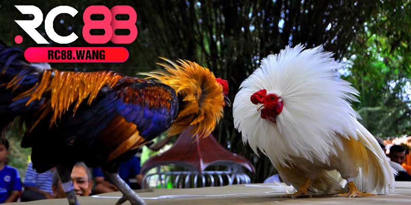 Đá Gà Trực Tiếp Tại RC88