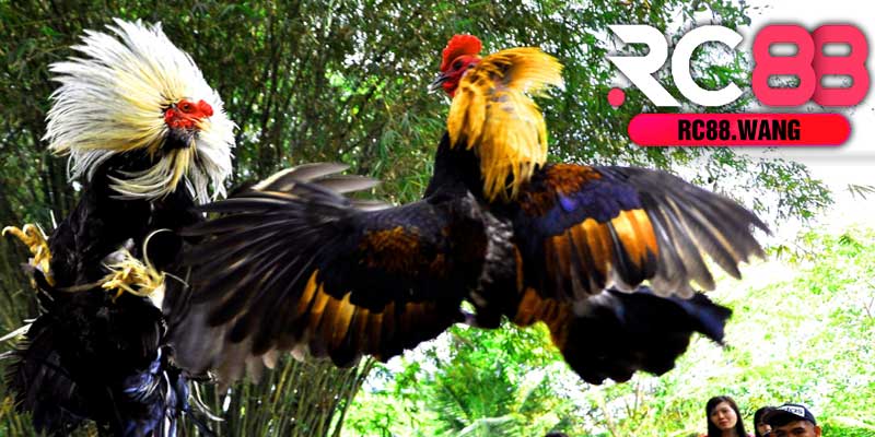 Hướng Dẫn Chơi Đá Gà Trực Tiếp Tại RC88