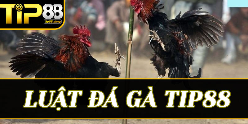 Những quy định cơ bản trong luật đá gà trực tuyến tại hệ thống Tip88