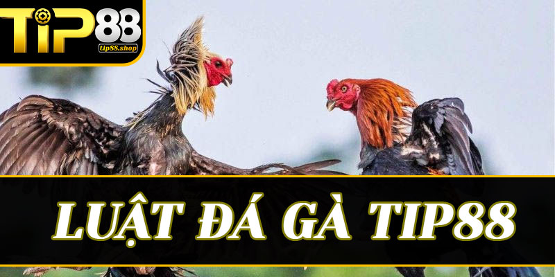 Tại sao phải nắm vững luật đá gà trước khi nhập cuộc tại Tip88?