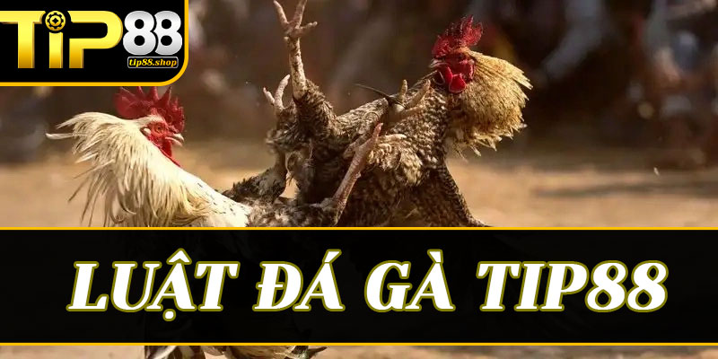 Giải mã luật đá gà Tip88: Bước đệm vàng cho mọi sư kê mới