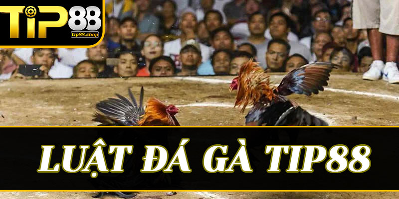 Tip88 – Hệ thống giám sát và thực thi luật đá gà minh bạch hàng đầu