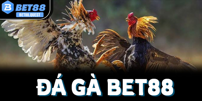 Tổng quan về sảnh cược đá gà Bet88 đỉnh cao