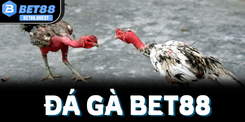 Giải đáp tất cả các câu hỏi thường gặp về quy trình đặt cược và chất lượng phát sóng trực tiếp đá gà Bet88